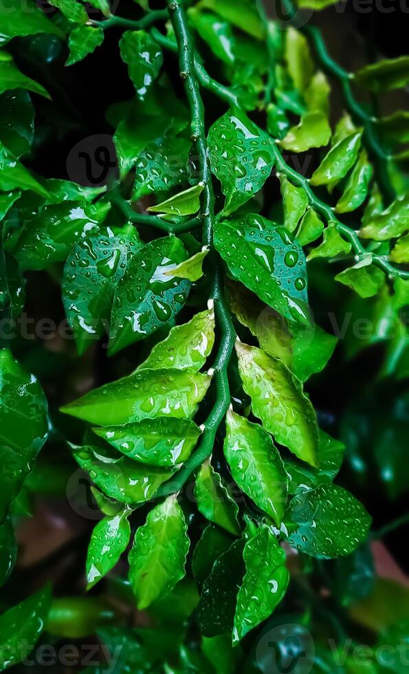 fresco le foglie con acqua gocce foto