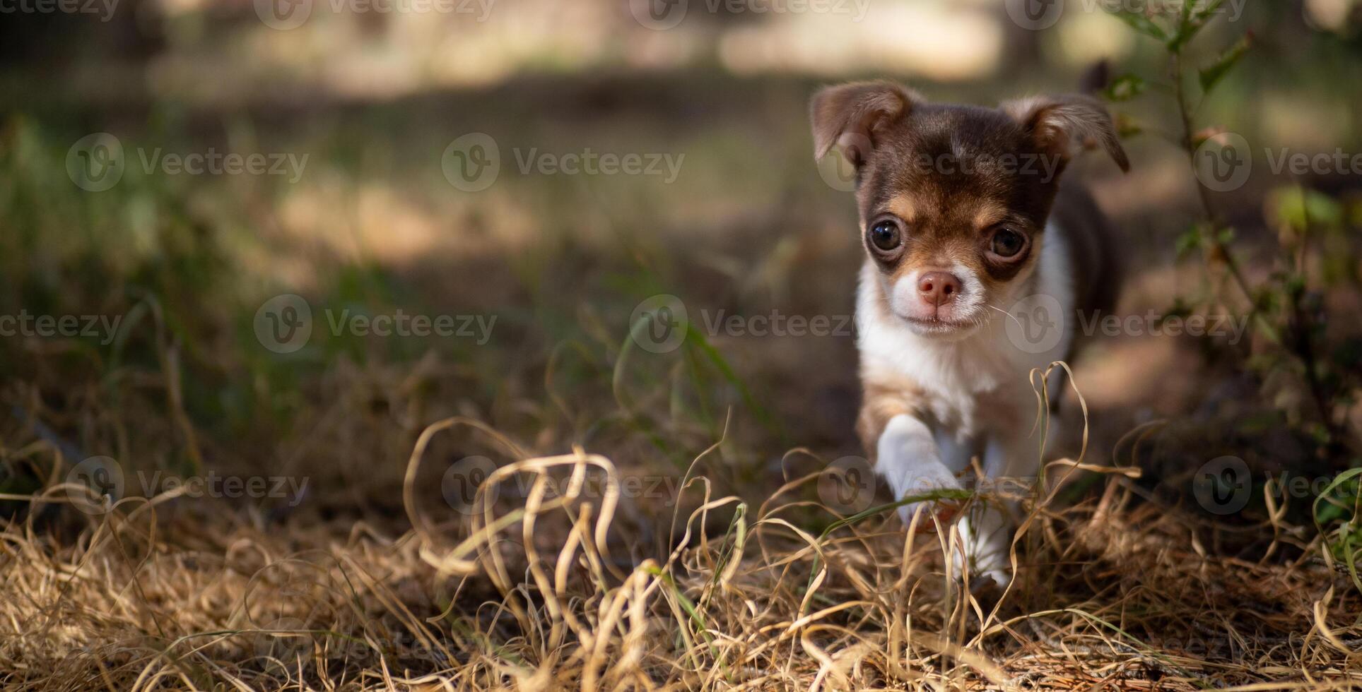 chihuahua di cucciolo giorno su foto