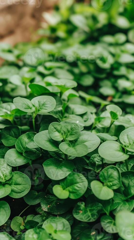 ai generato avvicinamento di un' pianta con verde le foglie. generativo ai. foto