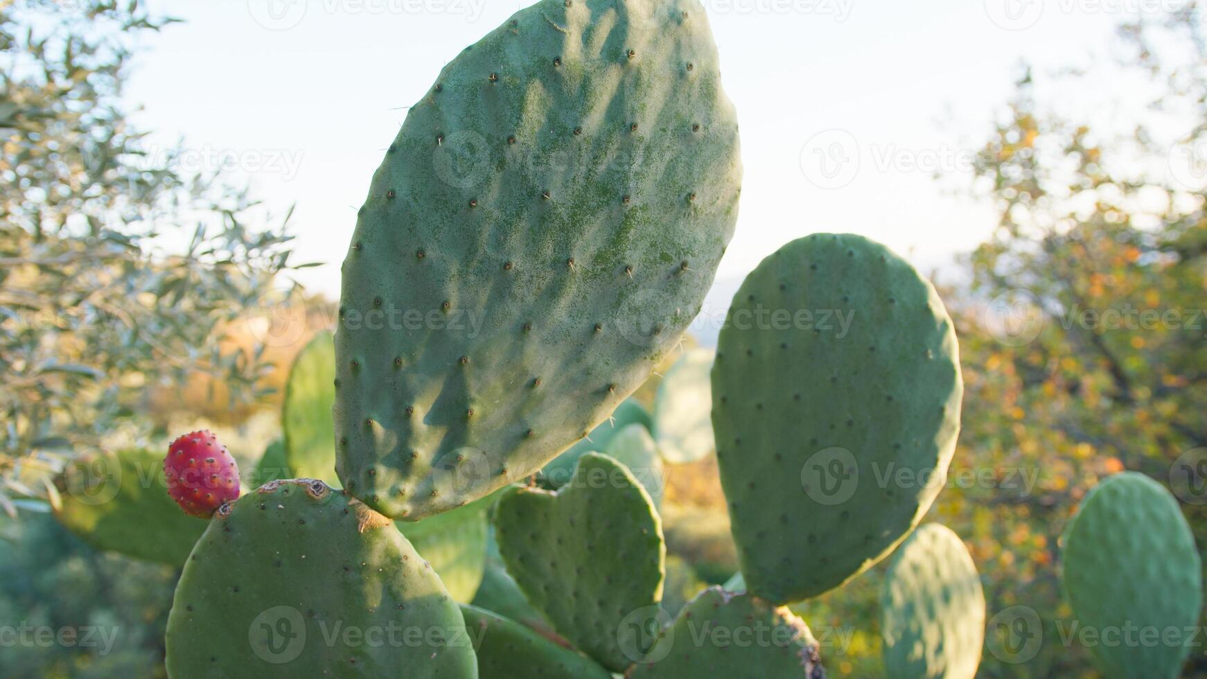 spinoso Pera pianta nel sicilia campagna foto