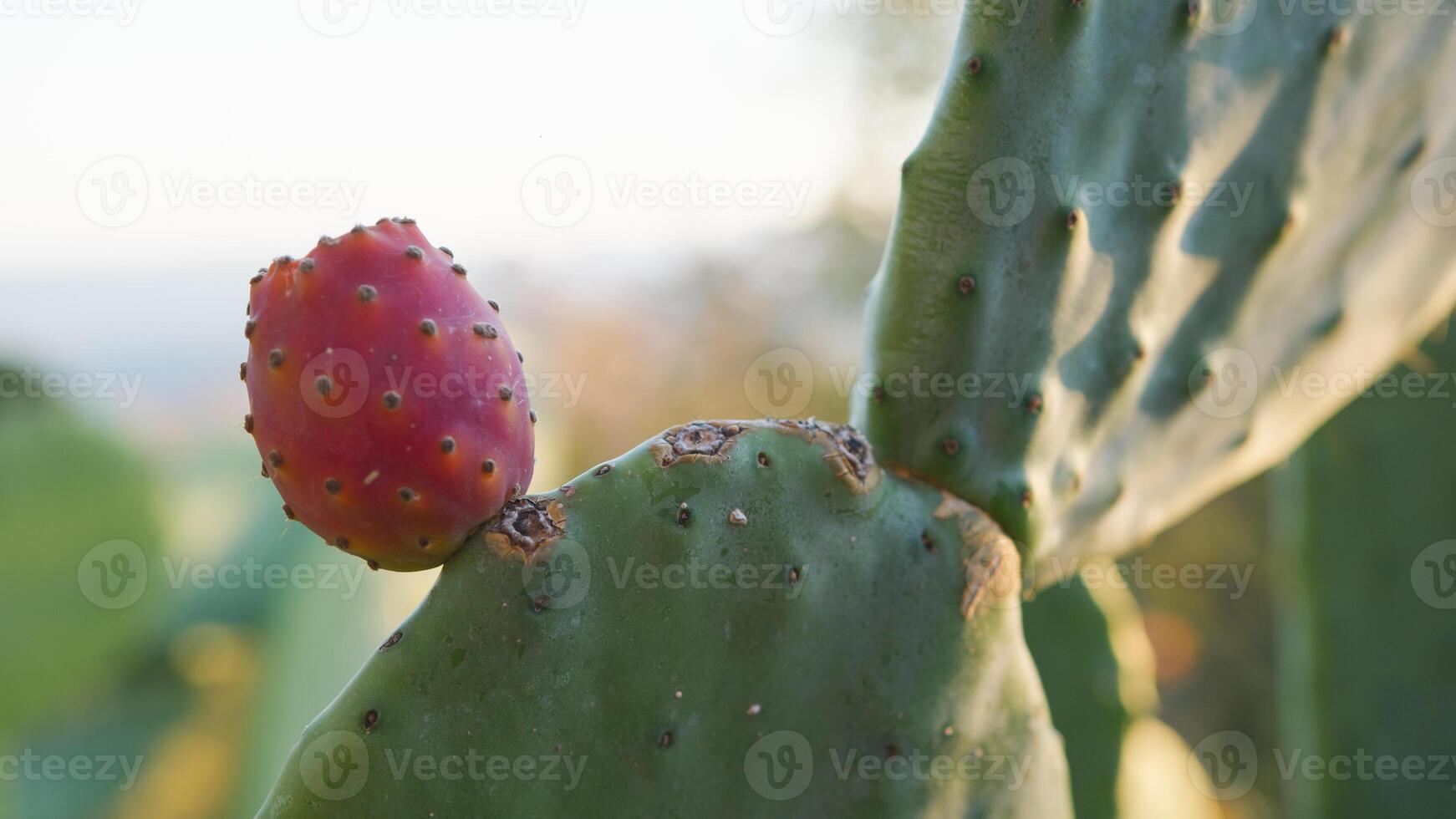 spinoso Pera pianta nel sicilia campagna foto