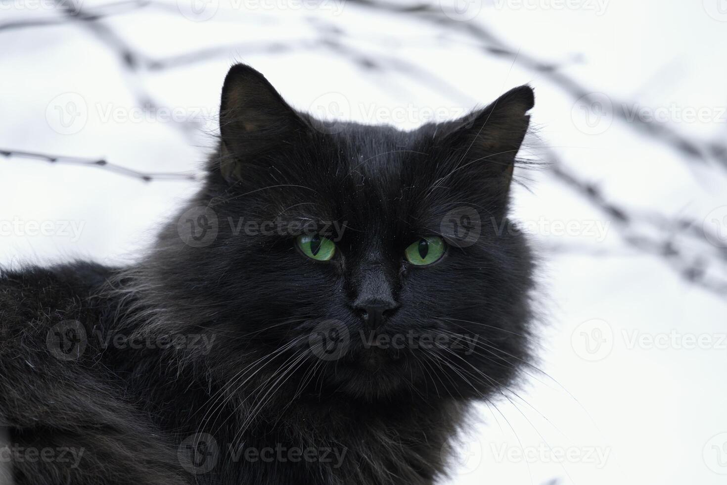 casuale gatto foto, verde occhi foto