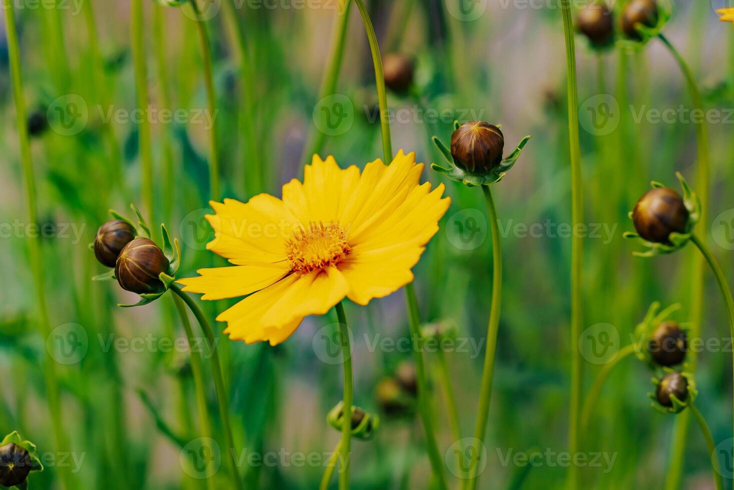 fioritura giallo fiore e mini cuffie su un' verde erba sfondo. primavera fiore selvaggio pianta nel il giardino all'aperto. avvicinamento foto