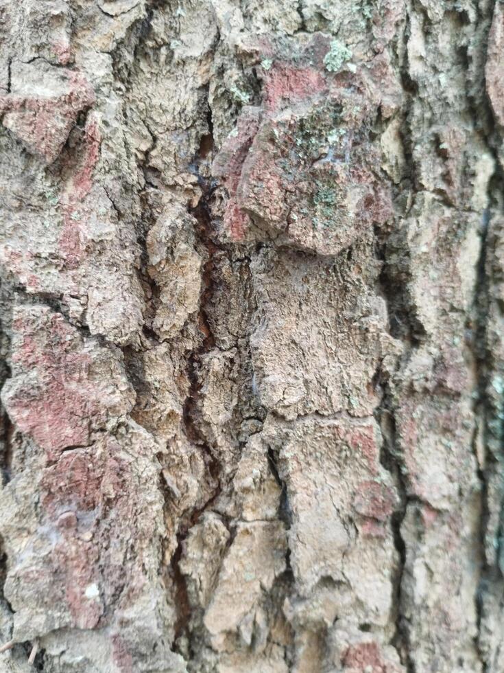 crepe nel vecchio albero tronchi. foto formati