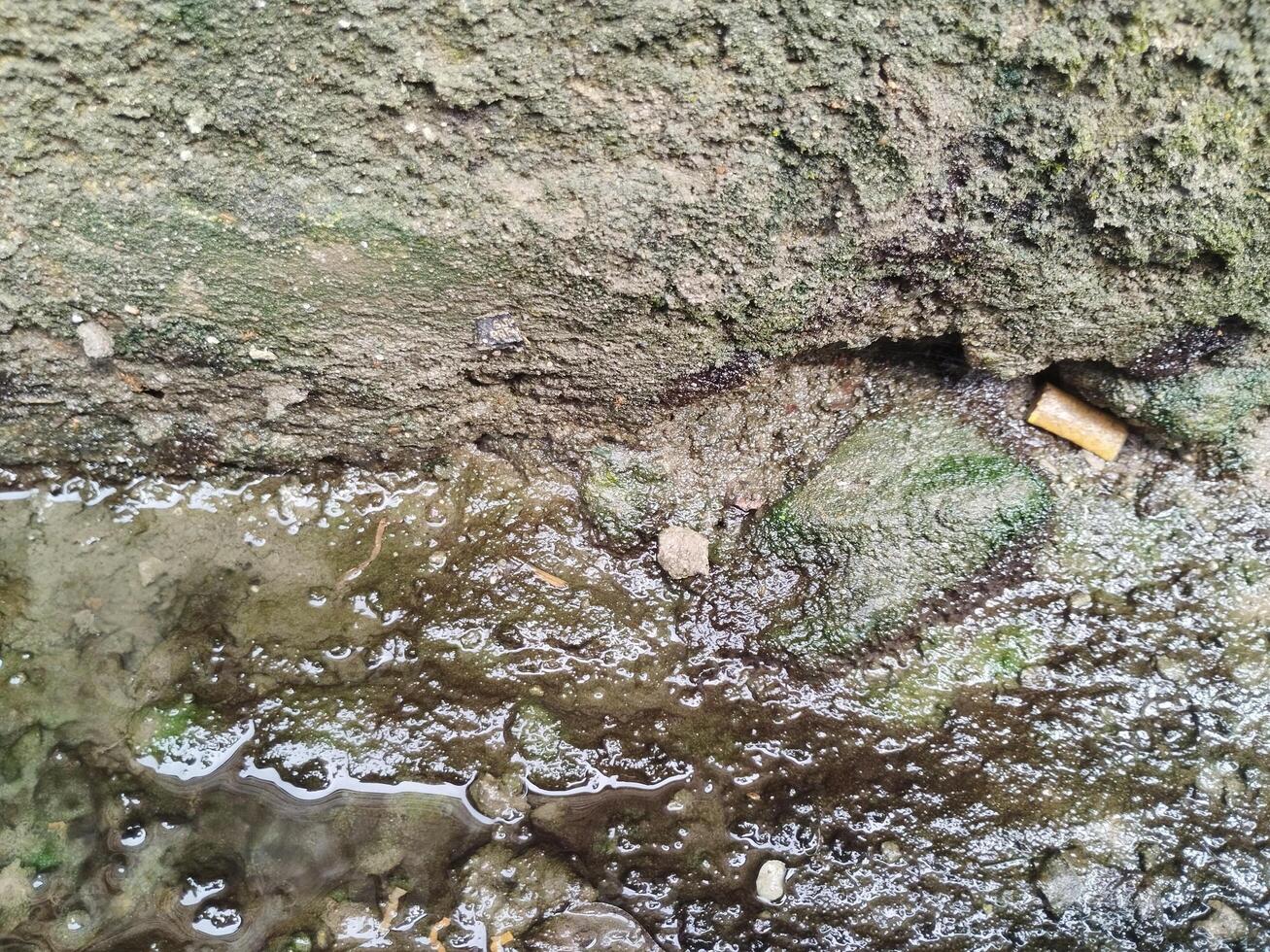 sfondo foto di un' pietra parete e muschio su esso