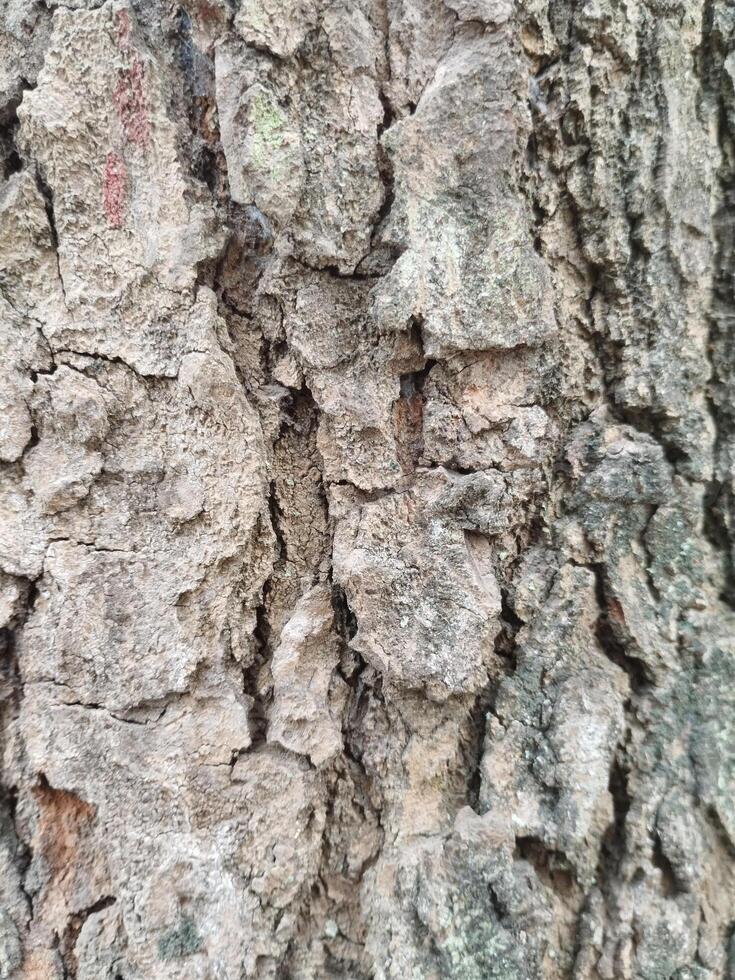 crepe nel vecchio albero tronchi. foto formati