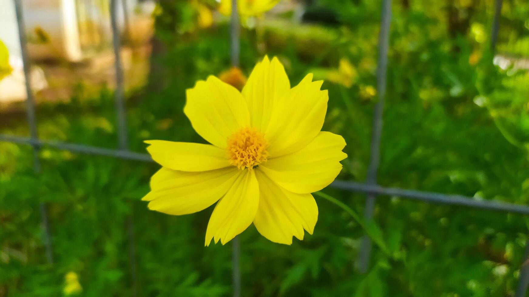 foto di luminosa giallo cosmo fiori, cosmo fiori avere un ottimista senso e un' senso di entusiasmo