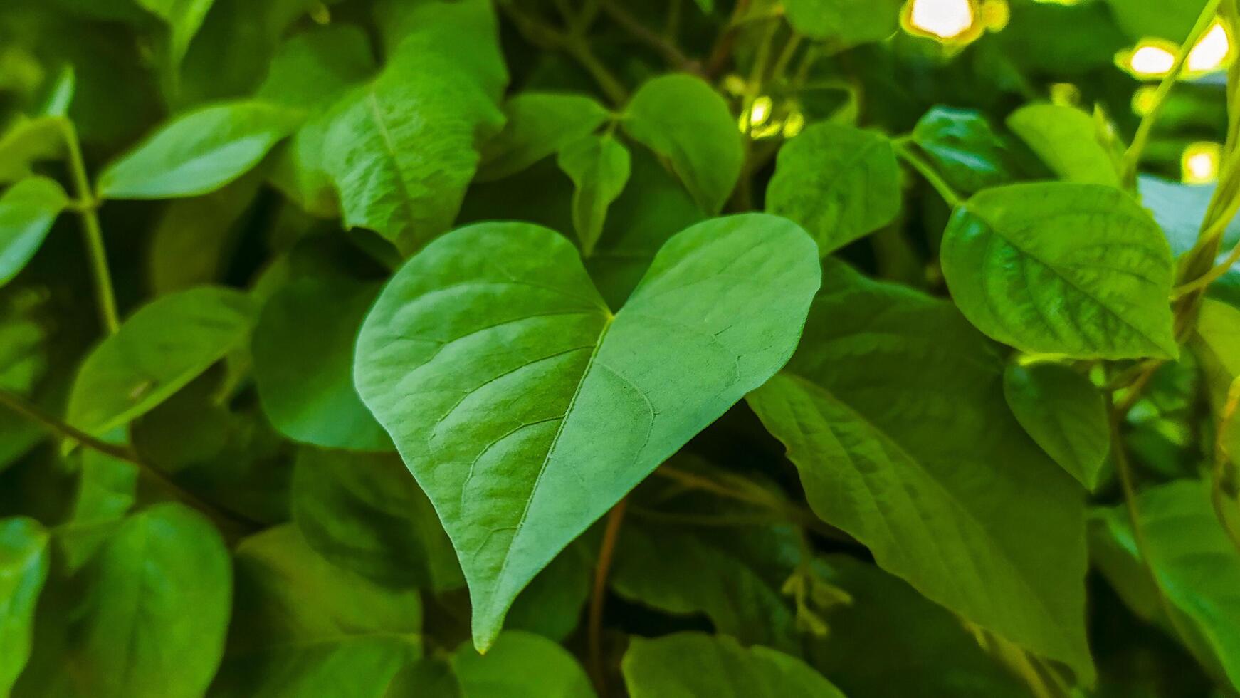 un' verde pianta con le foglie e un' cuore forma foto