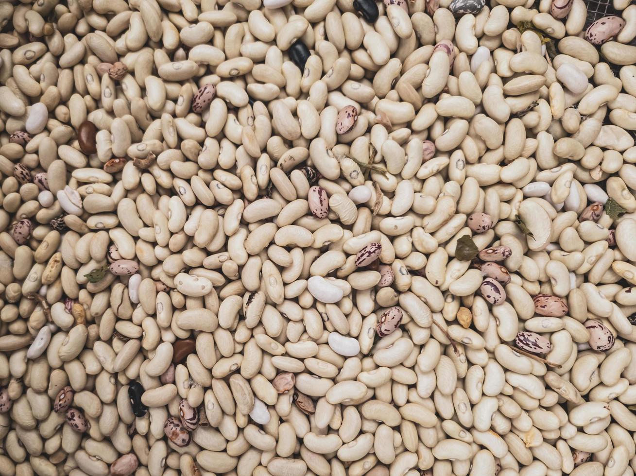 fagioli maturi appena raccolti dall'orto in un colino. foto