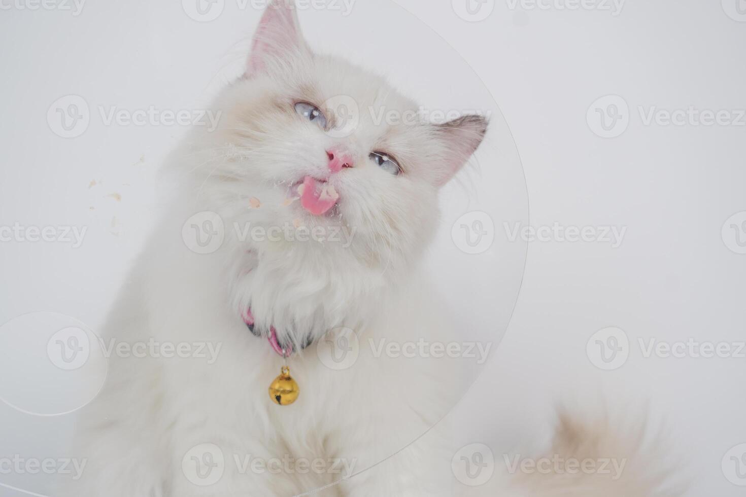studio ritratto di un' bambola di pezza gatto leccata sua naso, seduta contro un' bianca sfondo foto