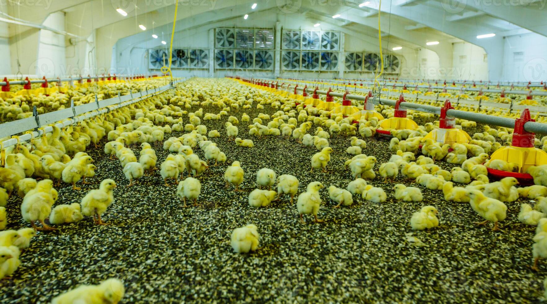 azienda agricola per in crescita broiler polli nel sotto 45 giorni di età foto