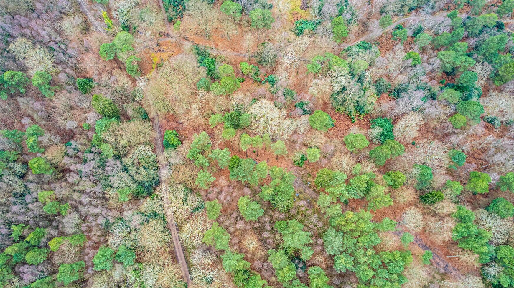 aereo Visualizza di un' denso, colorato foresta con un' mescolare di verde, arancia, e Marrone alberi, in mostra di stagione modificare. foto