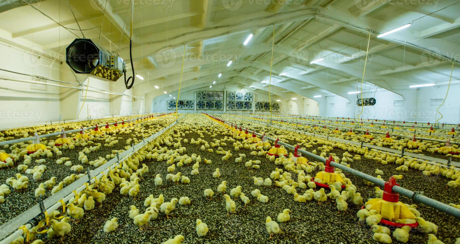 un' grande moderno azienda agricola per in crescita polli foto