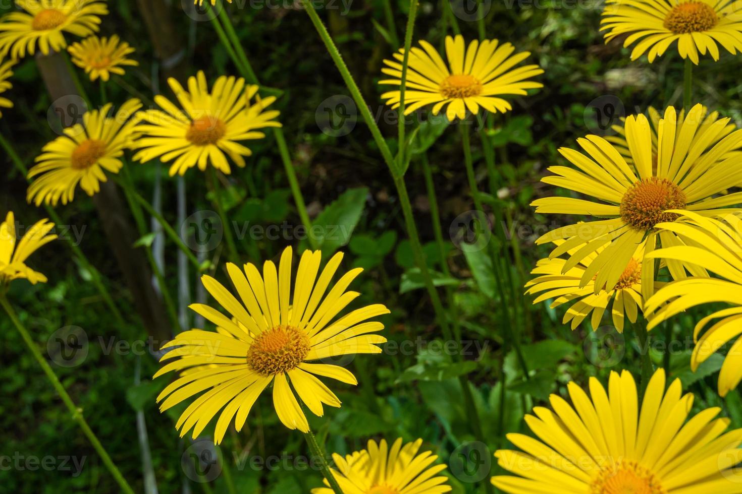 doronicum fiorisce nel giardino della città. foto