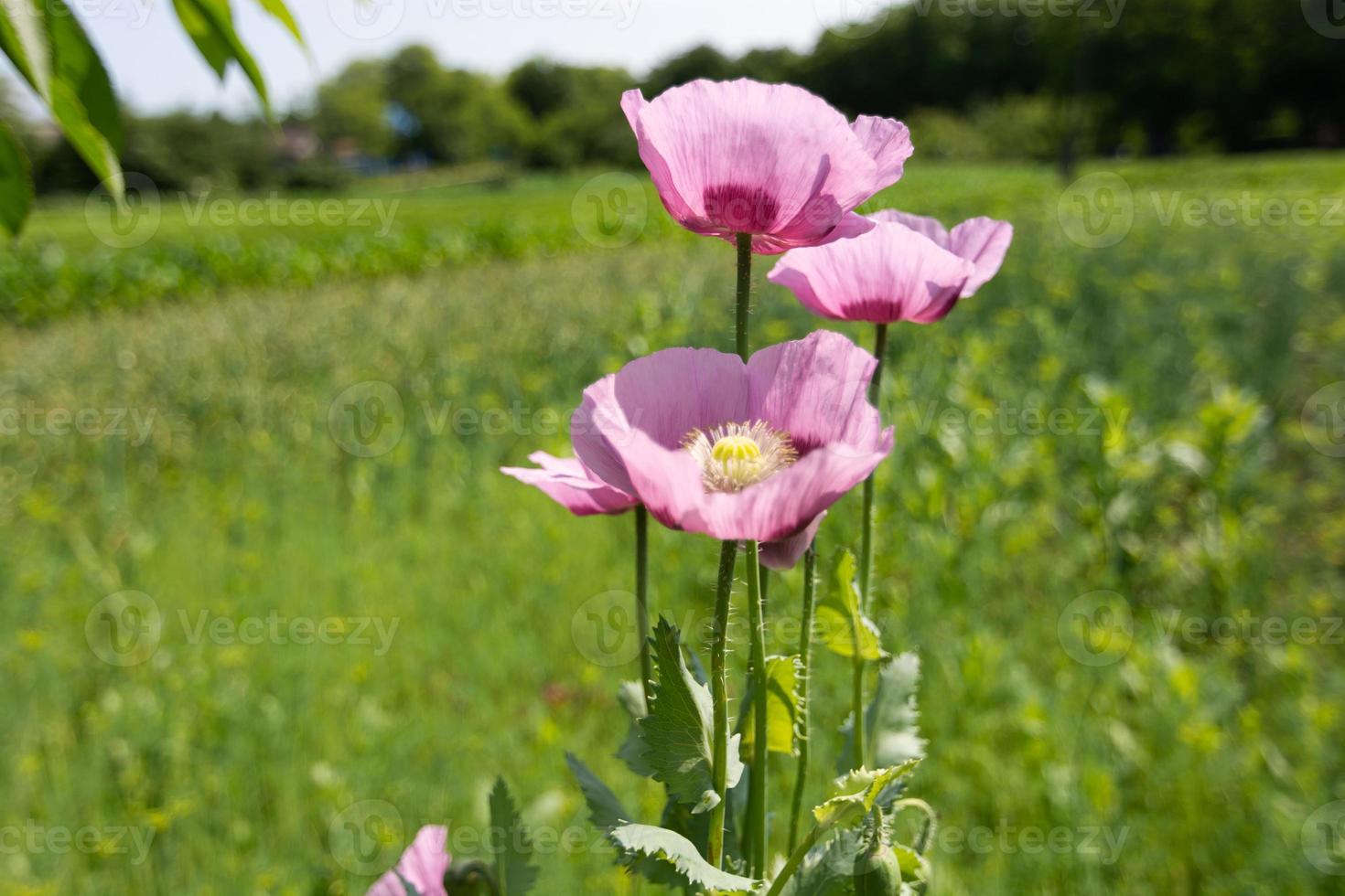 tre fiori di papavero da oppio foto