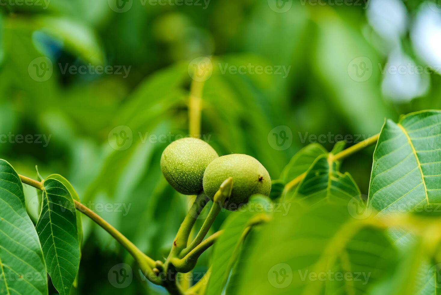 Due verde immaturo Noci su il albero tra verde le foglie. verde frutta su un' ramo di noce albero nel estate. avvicinamento foto