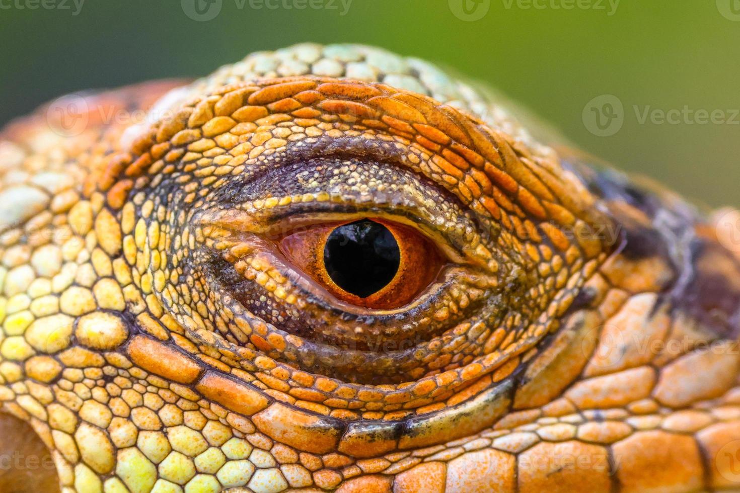 primo piano di occhi di iguana super rossa foto