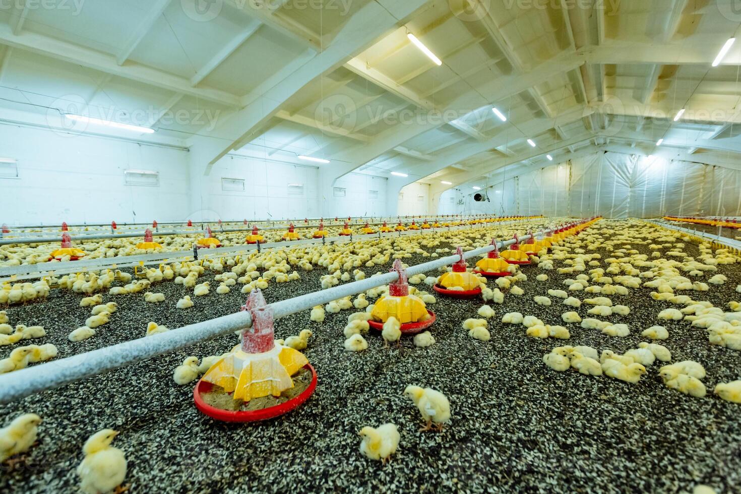 poco giallo pulcini nel vicino azienda agricola, temperatura e leggero controllo. in casa pollo azienda agricola, pollo alimentazione. foto