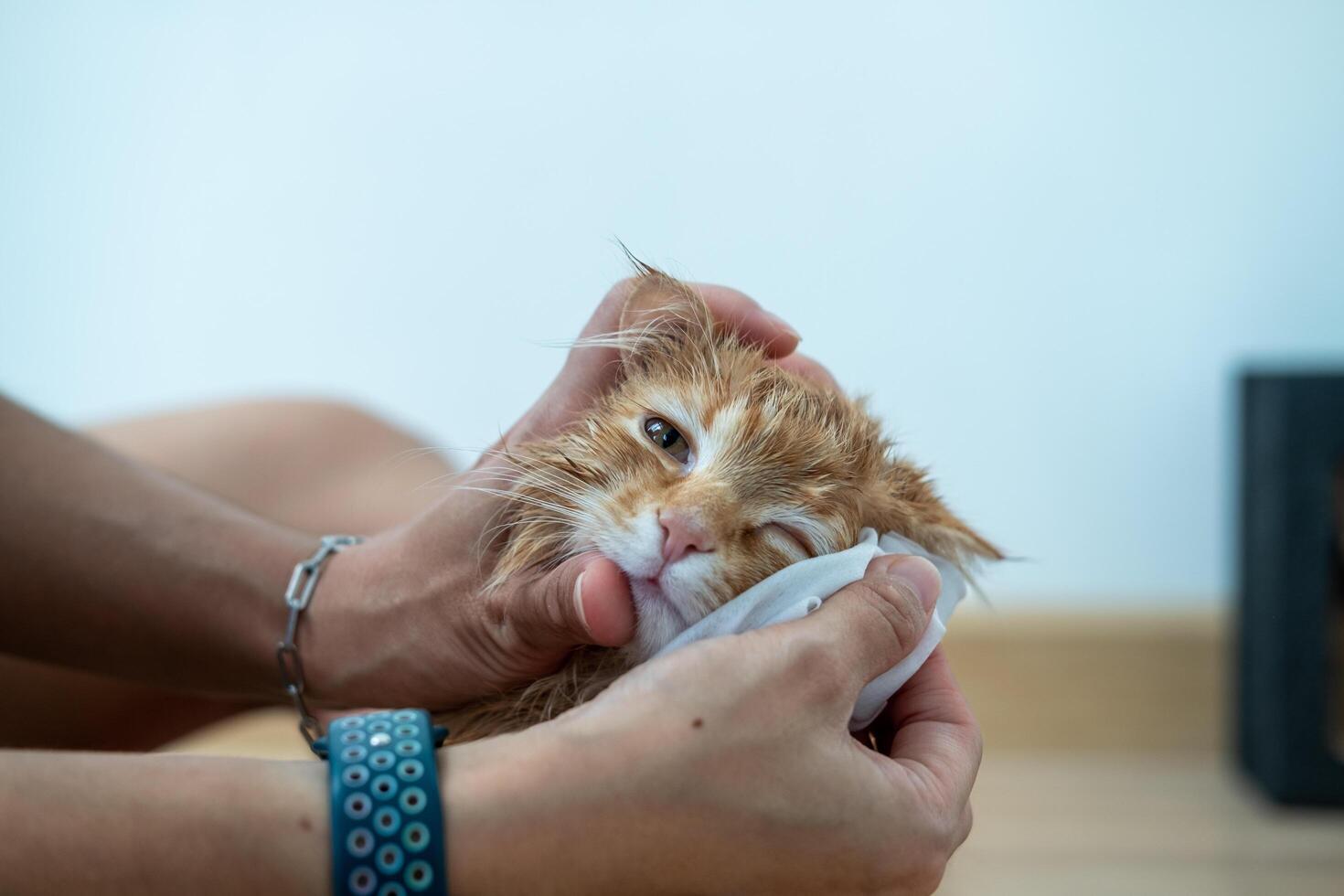 donna di mano dando un' asciutto bagno per un arancia gatto nel il Casa. foto
