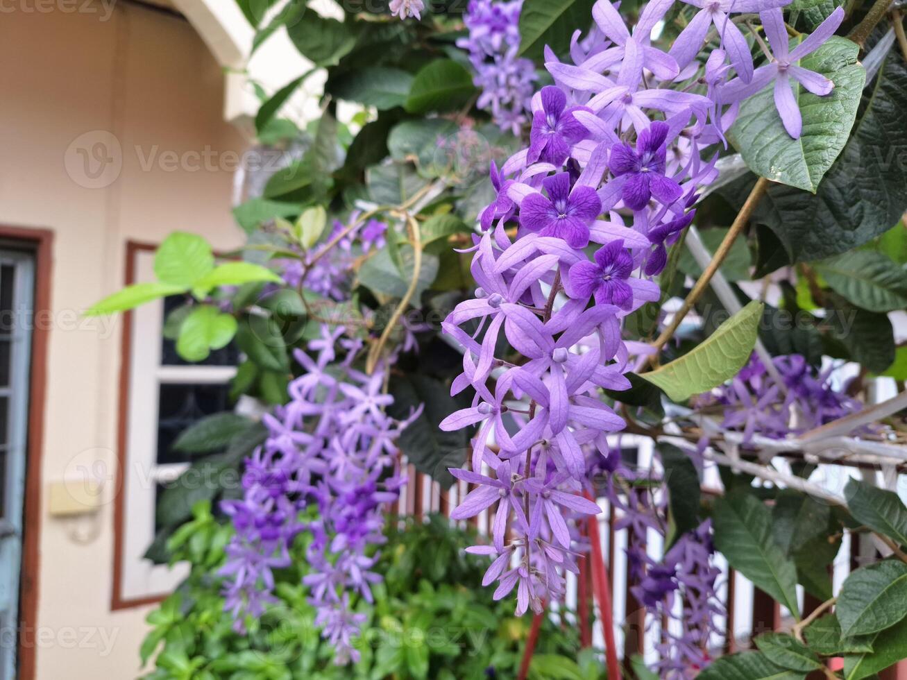 arrampicata pianta con viola fiori nel il giardino foto