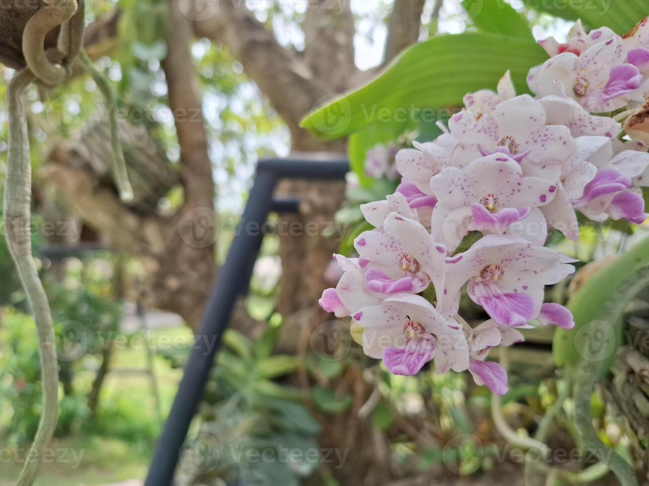 immagine di un' mazzo di piccolo bianca e viola orchidee foto