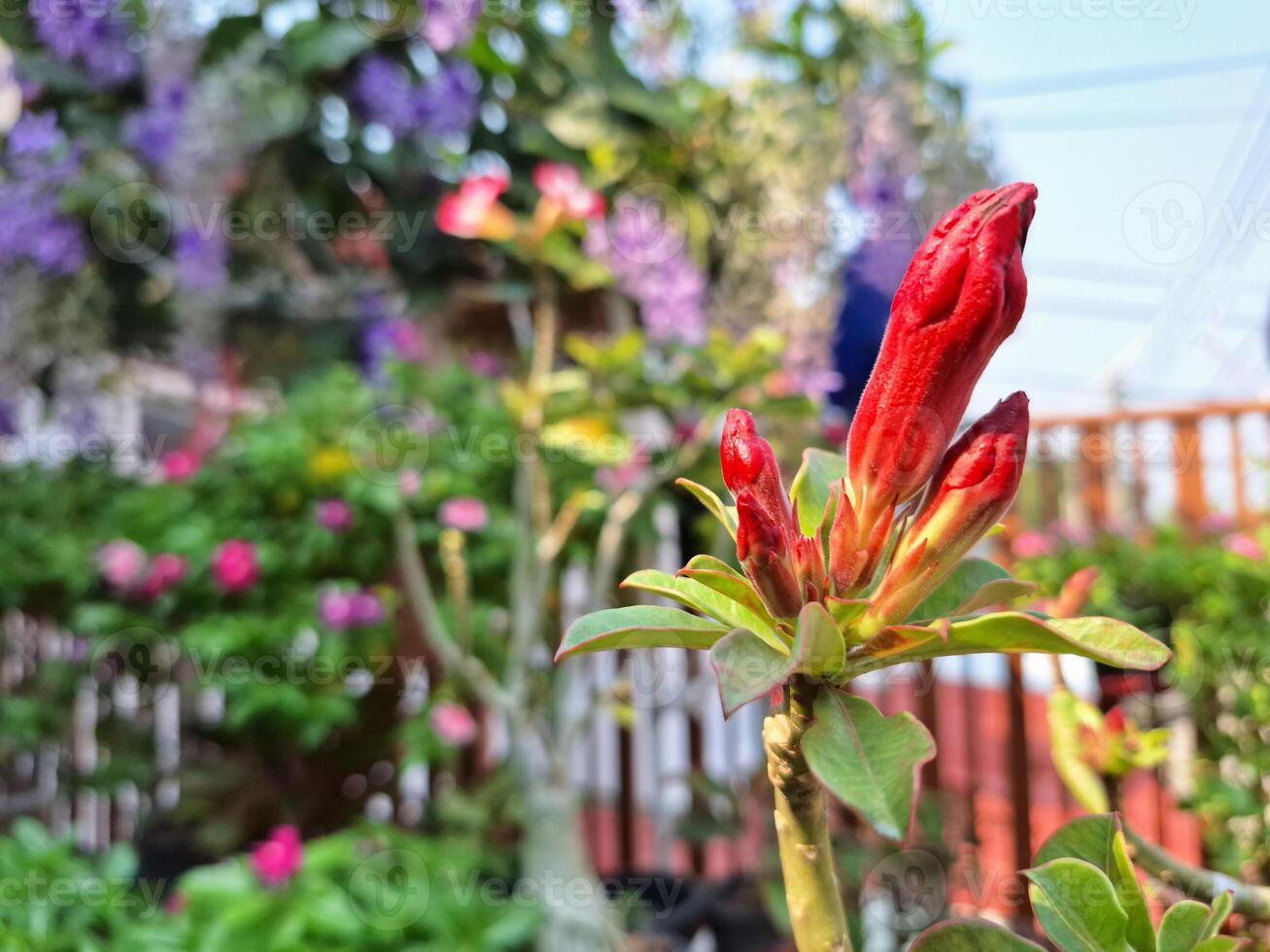 fiore giardino dentro il Casa foto