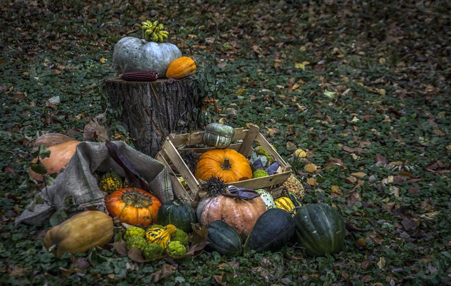 zucche e altro autunno frutta e erbe aromatiche come un' parte di un' diorama nel un' parco foto