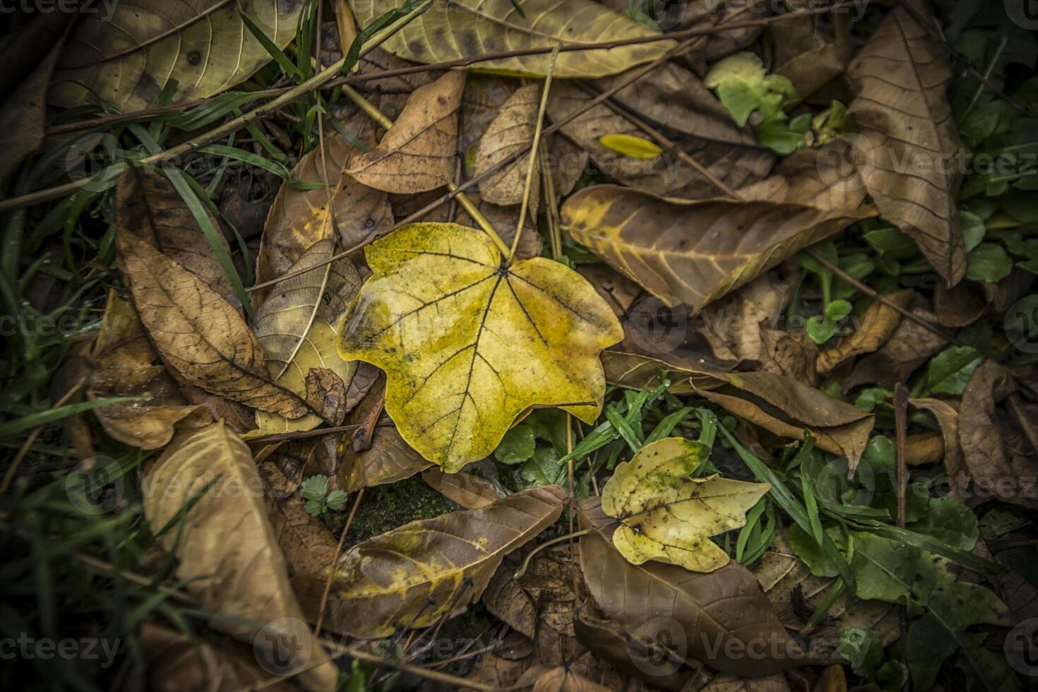 un' mazzo di colorato autunno le foglie su il terra foto