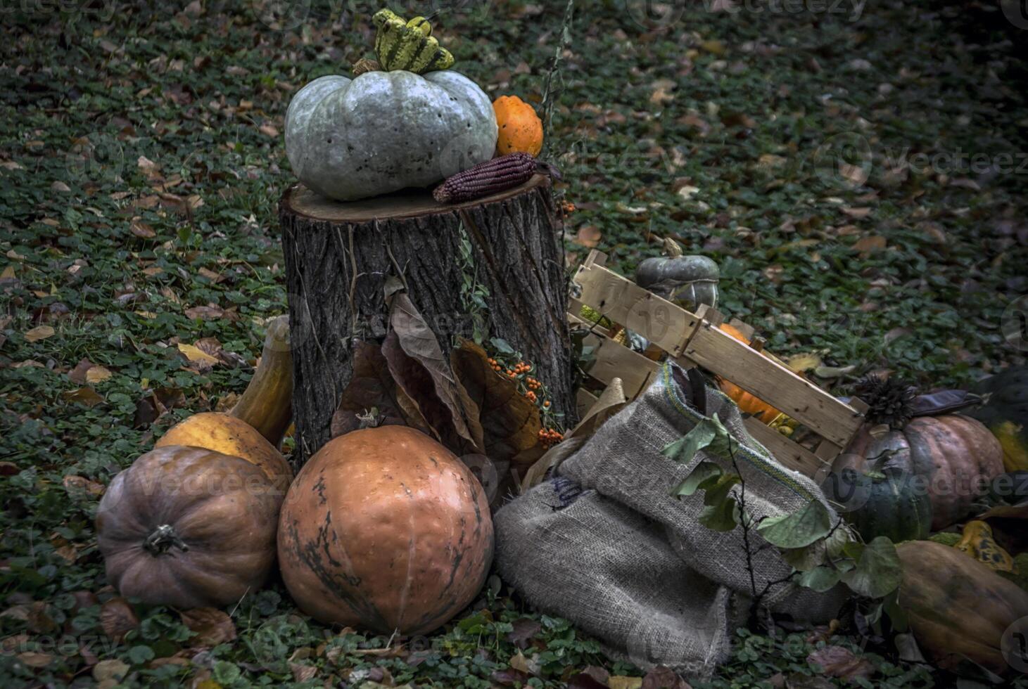 zucche e altro autunno frutta e erbe aromatiche come un' parte di un' diorama nel un' parco foto