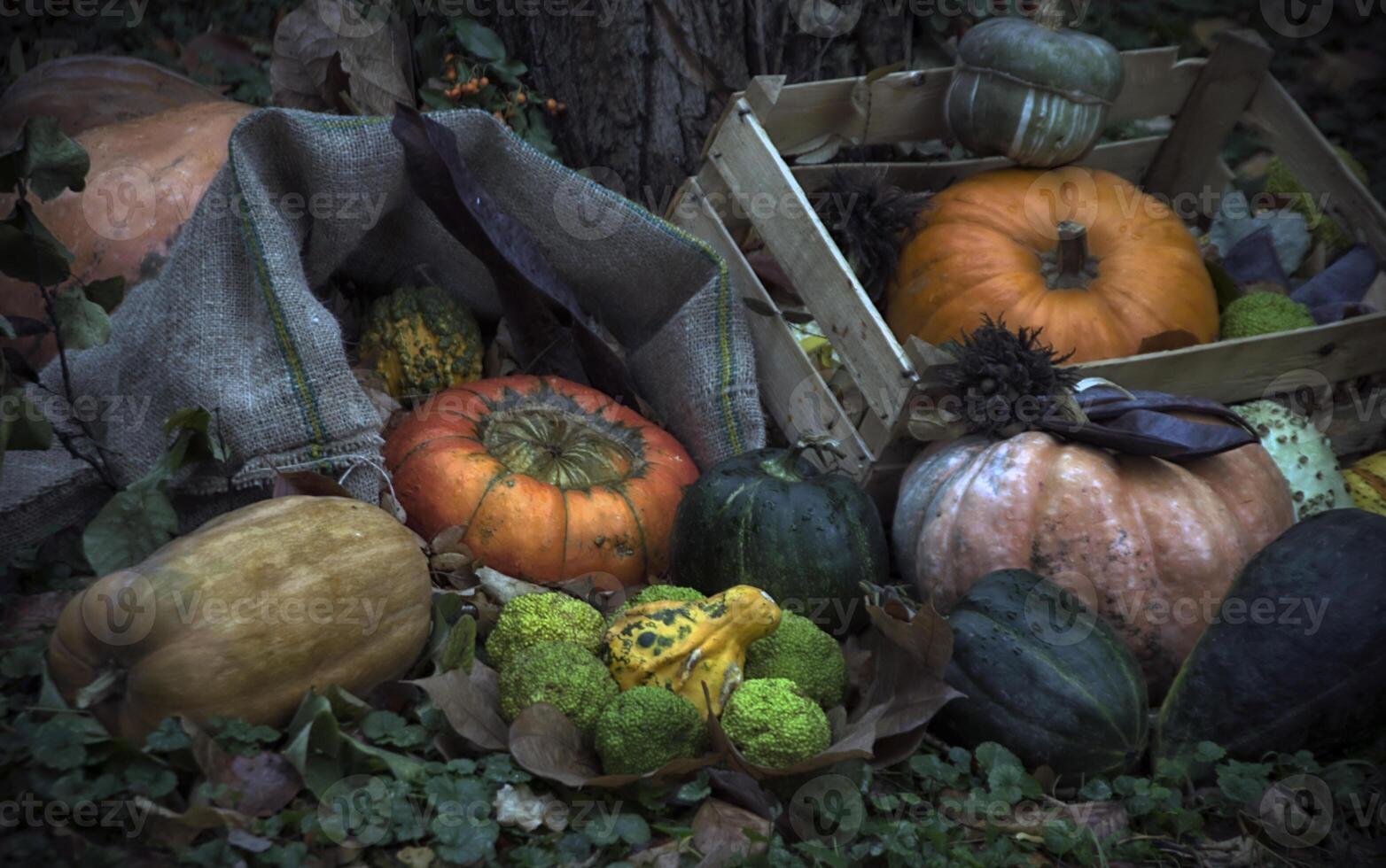 zucche e altro autunno frutta e erbe aromatiche come un' parte di un' diorama nel un' parco foto