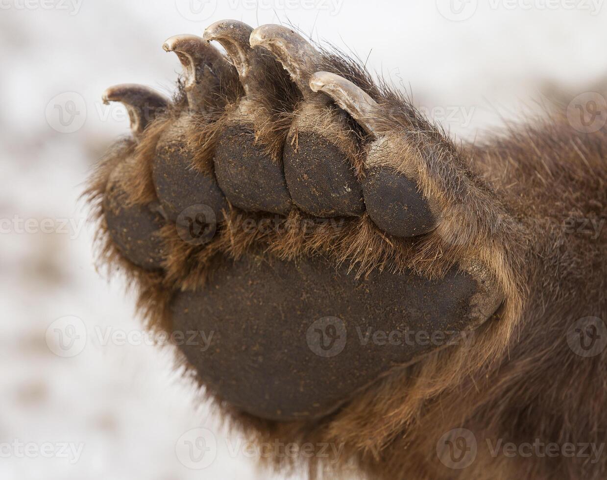 Marrone orso zampa isolato su bianca sfondo foto