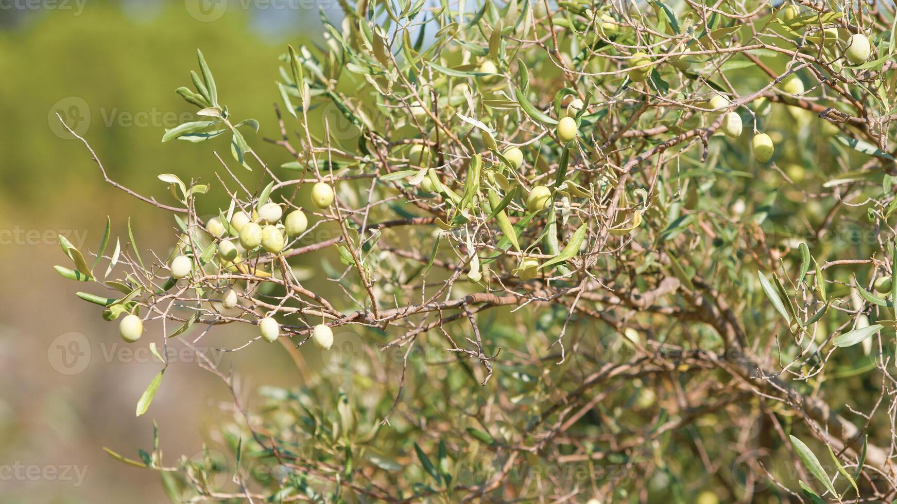 verde olive su albero ramo foto
