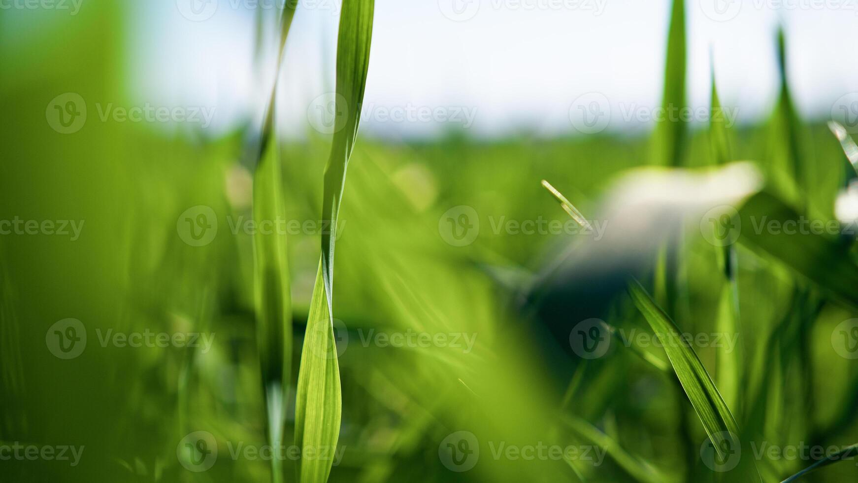 il minimalista bellezza di il verde grano foto