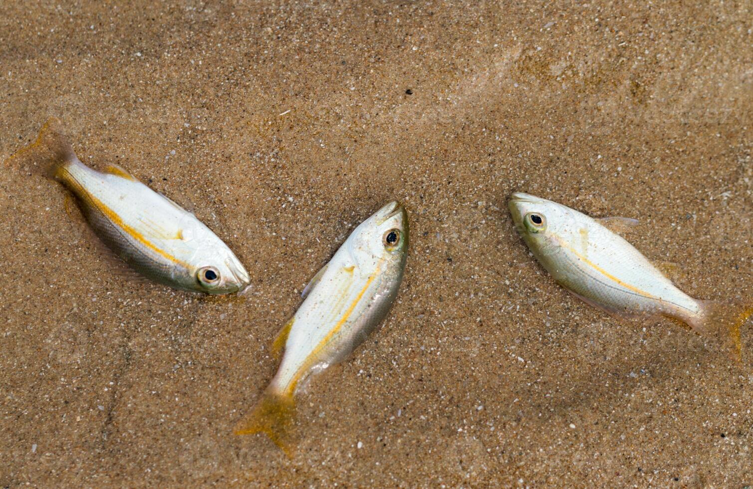 piccolo pesce morire dovuto per tuba avvelenamento o derris impianti. ambientale i problemi foto