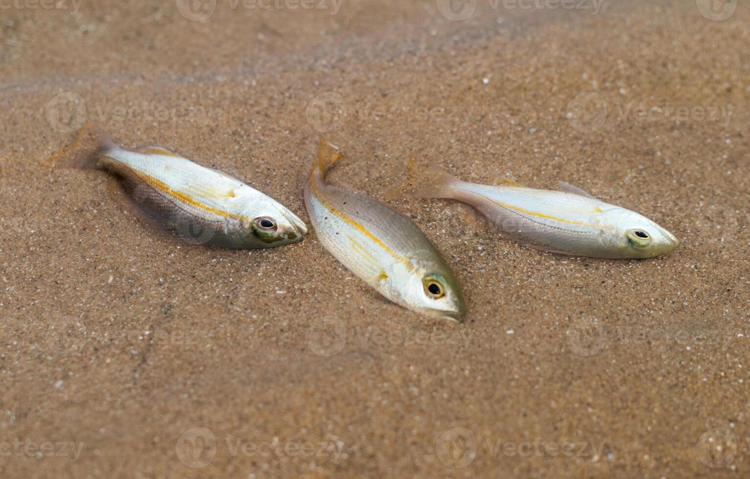 piccolo pesce morire dovuto per tuba avvelenamento o derris impianti. ambientale i problemi foto
