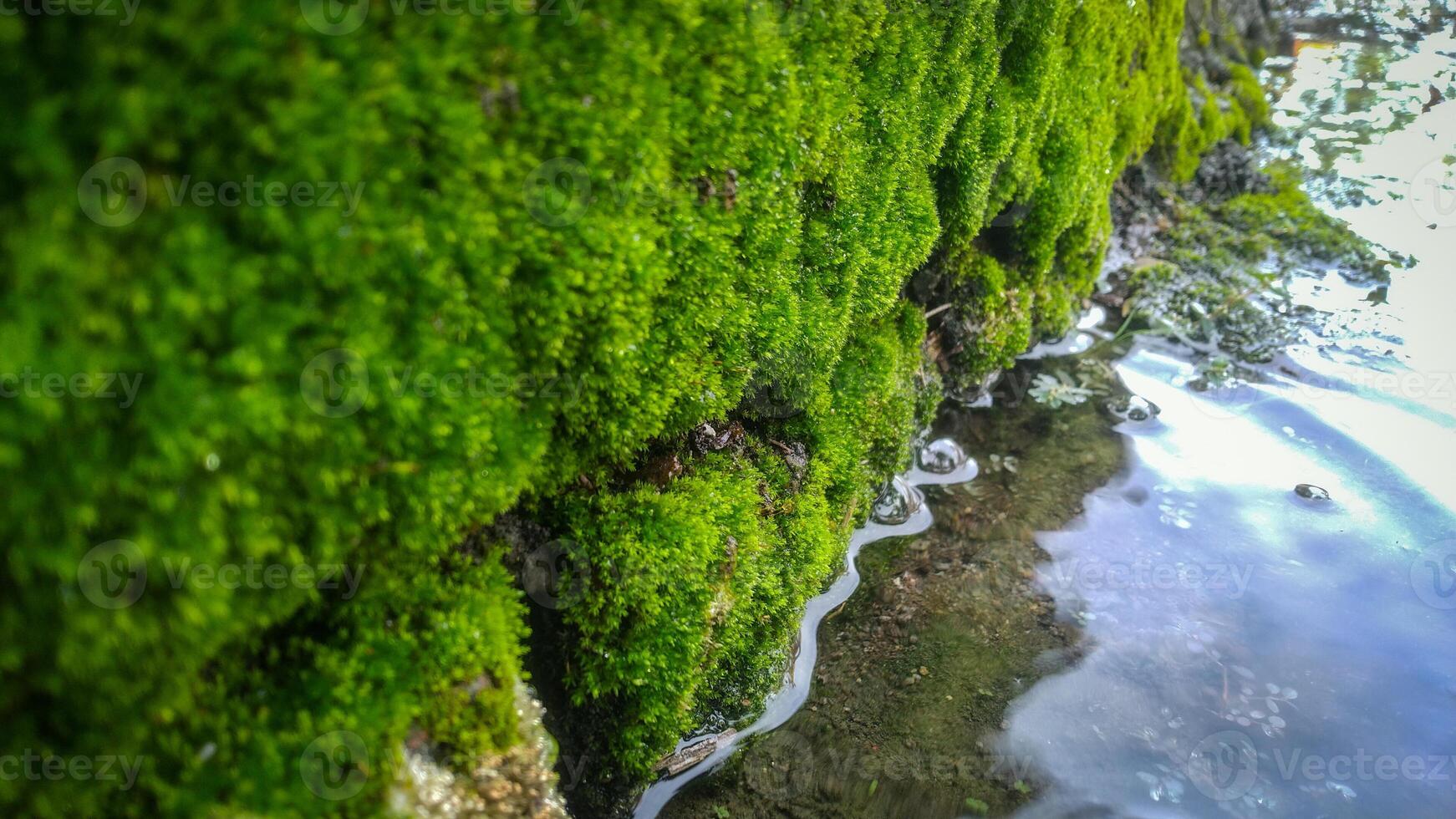 avvicinamento di pozzanghera con verde muschio su il pietra foto