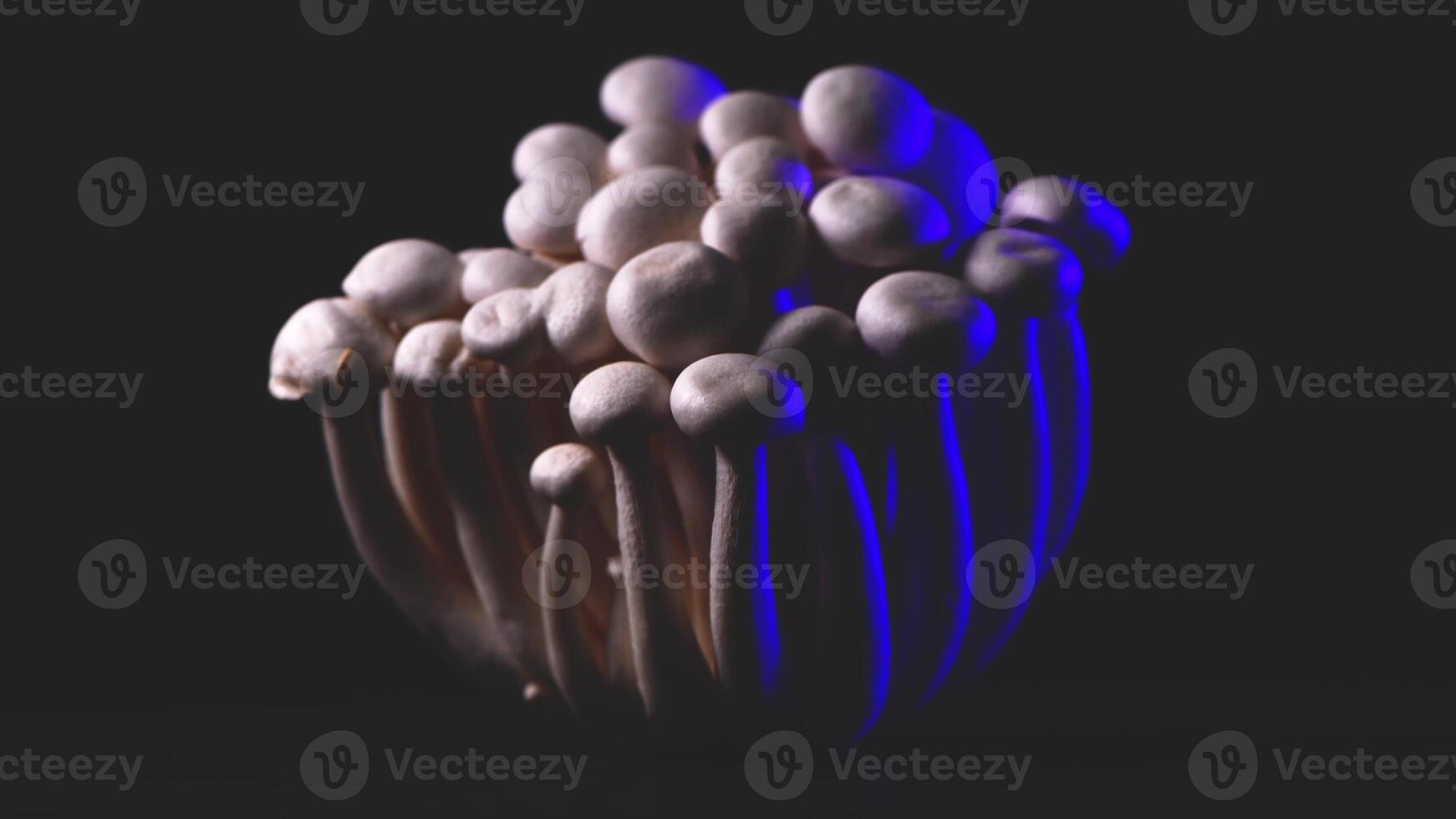 avvicinamento di un' mazzo di shimeji funghi con diverso colori su buio sfondo foto