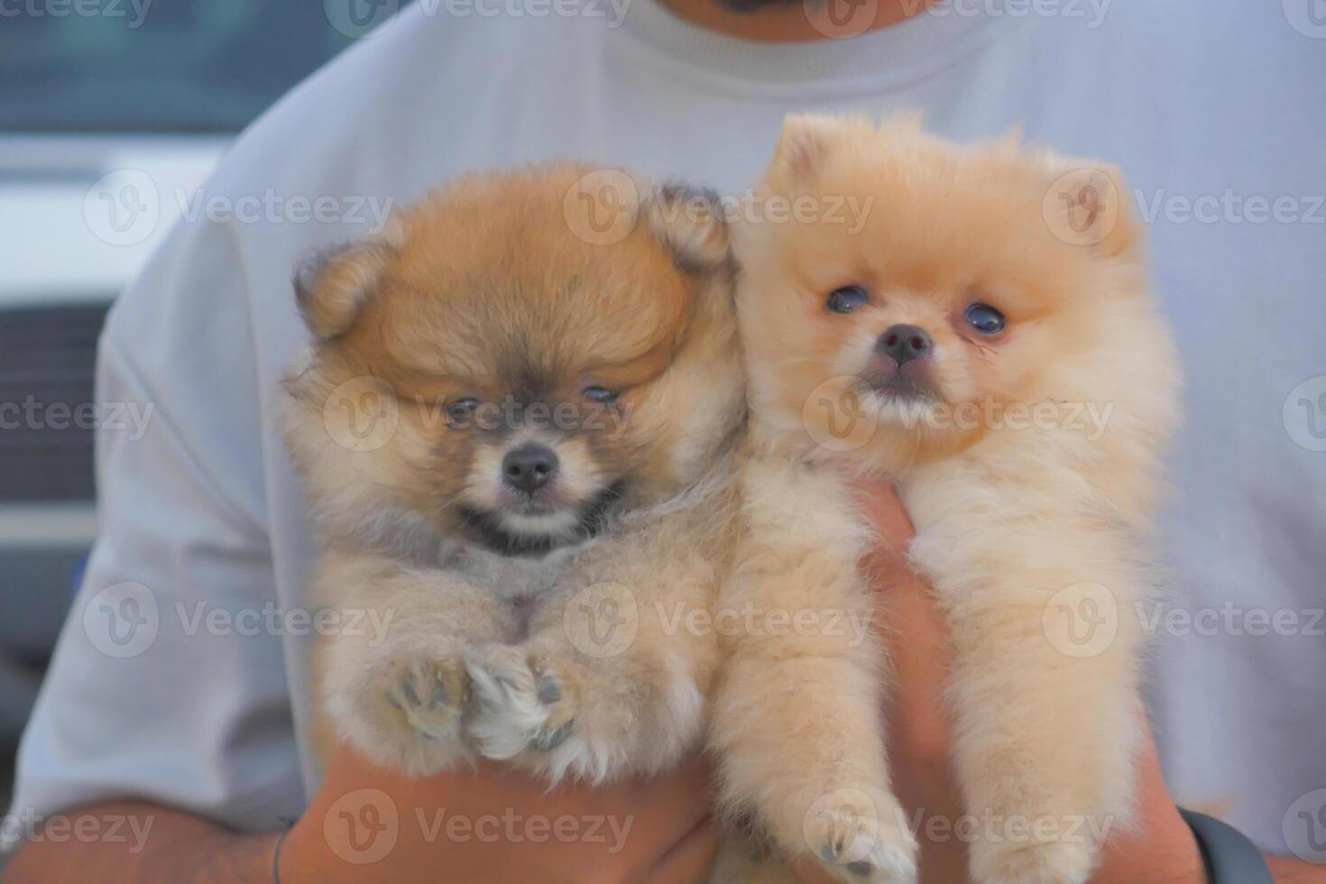 un' uomo è Tenere Due Tedesco spitz klein cuccioli nel il suo mani foto