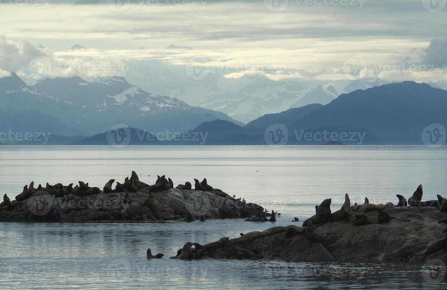 leoni marini di steller, isole di marmo, baia del ghiacciaio foto