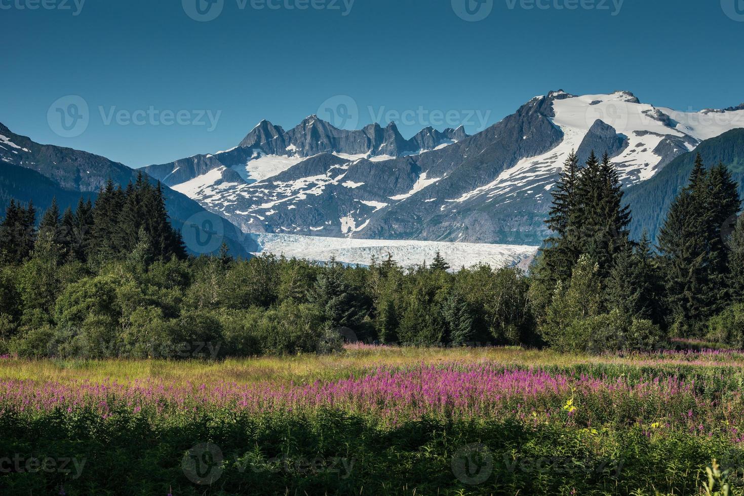 ghiacciaio mendenhall e fireweed foto