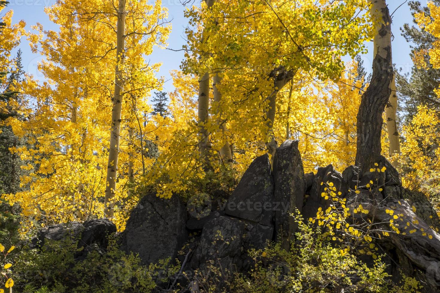 colori autunnali aspen, passo carson, sierra nevadas foto