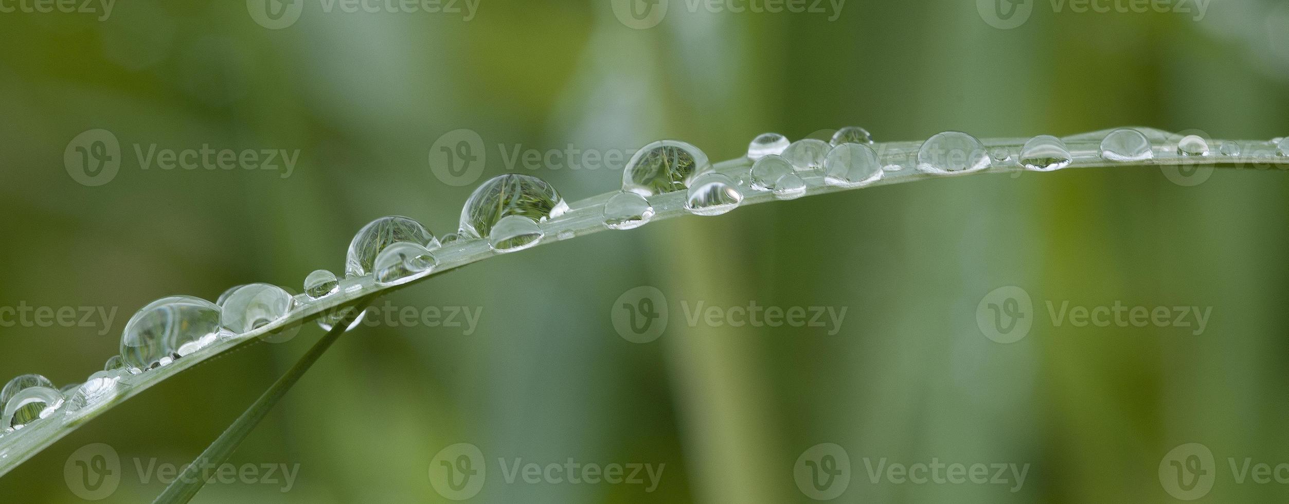gocce di pioggia sul filo d'erba foto