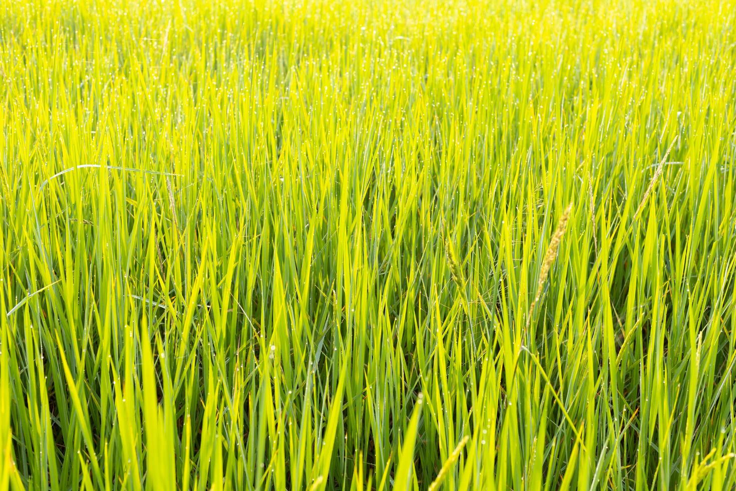 bokeh del campo di riso verde al mattino foto