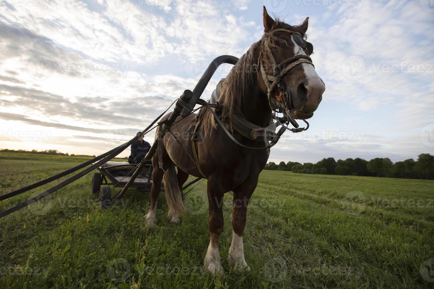 un' cavallo con un' carrello sta su il campo, e un' abitante del villaggio si siede nel il carrello. foto