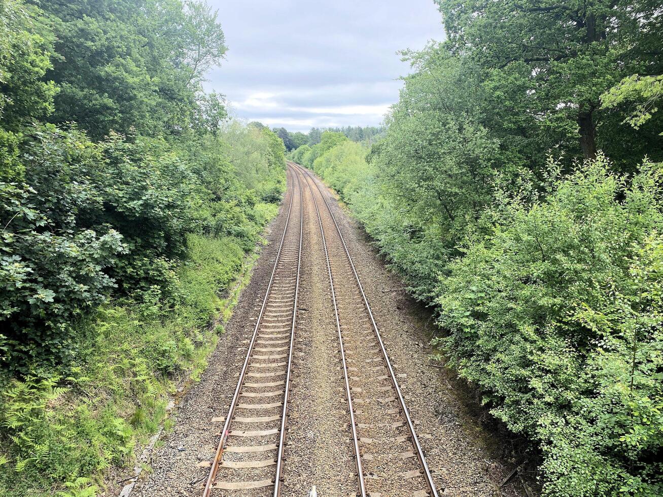 ferrovia brani nel il foresta foto