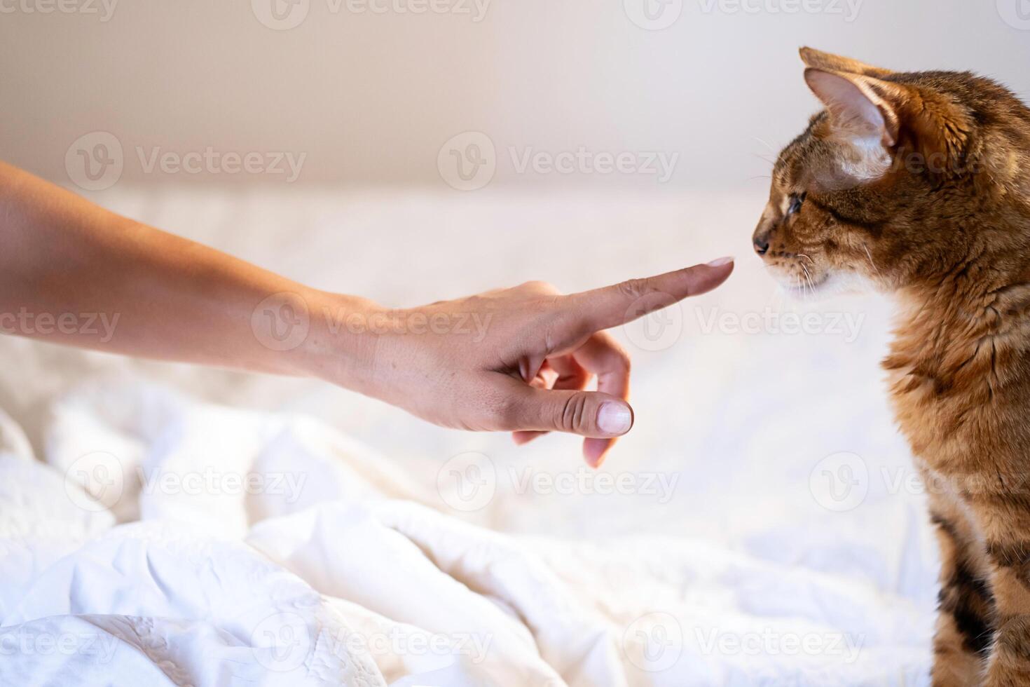 donna carezzevole sua gatto su il letto. foto