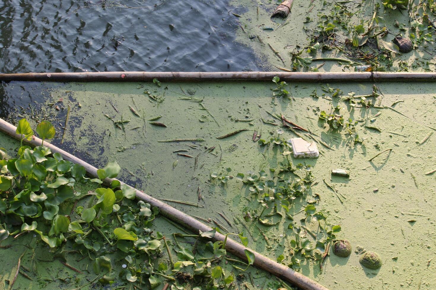 spazzatura come come schiuma scatole, latte scatole, plastica borse, foglia detriti siamo gettato in il fiume. quale Maggio causa inquinamento, risultante nel immondo aria, fiume acqua volontà rovinare. foto