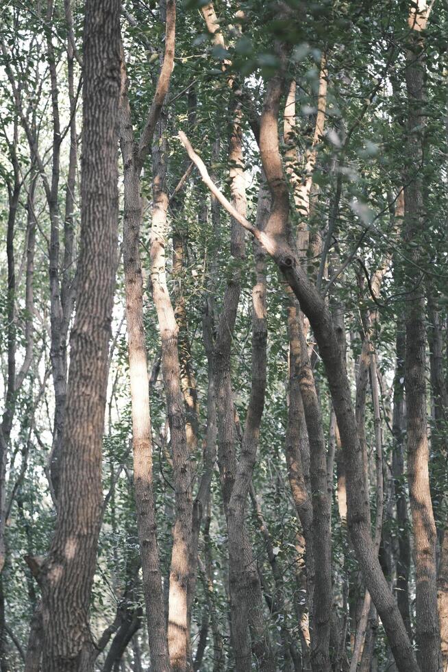 verde betulla foresta a tramonto foto