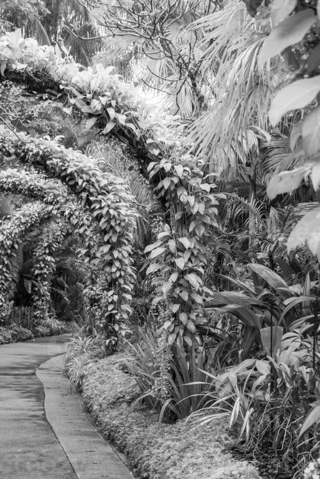 giardino nel Singapore foto