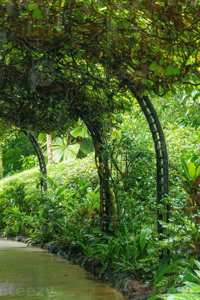 giardino nel Singapore foto